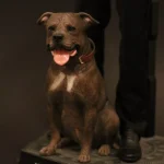 dog action figure